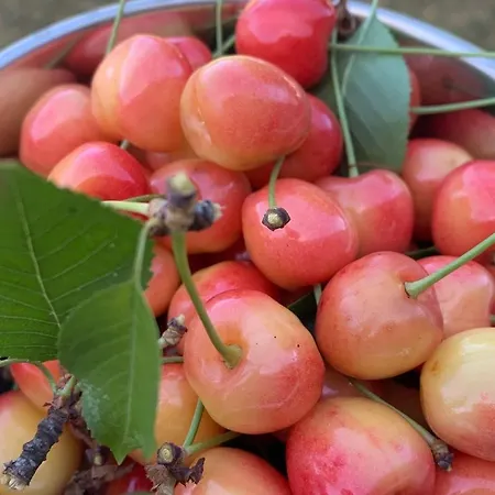 Tatil Evi Il Giardino Incantato